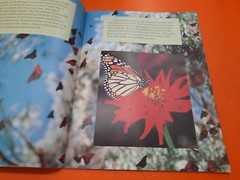 ⭐️⭐️⭐️⭐️⭐️ Flight Of The Monarch Janet Riehecky