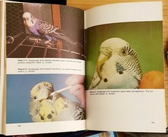 Bird Diseases, An Introduction to the Study of Birds, 528 pages, Arnall & Keymer