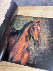 Horses of the Sun by Robert Vavra (1995, Hardcover) Signed By The Author