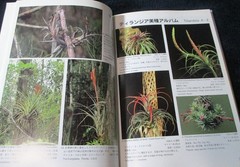 NEW TILLANDSIA HANDBOOK Shimizu-Takizawa 1998 Air Plants Japanese-English SCARCE