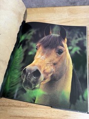 Horses of the Sun by Robert Vavra (1995, Hardcover) Signed By The Author