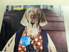 My Town (HYPERION) by William Wegman