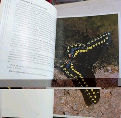 SIGNED by AUTHORS! Butterflies of Arizona: A Photographic Guide