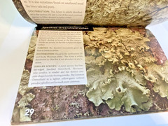 Set of 4 Ohio Field Guides: Spider Lichen Fish Amphibian – Nature Naturalist