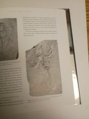 Fossil Invertebrates HC DJ Taylor, Paul D. and Lewis, David N. Harvard Universit