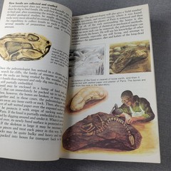 Prehistoric Animals Barry Cox 1970 Paperback Illustrated Bantam Books