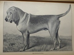 1984 REPRINT 1879-1881 CLASSIC ENCYCLOPEDIA OF THE DOG by VERO SHAW Art History