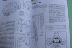 Dover HUMAN ANATOMY Coloring Book,Ziemian/Matt, ALL CLEAN! 44-pages