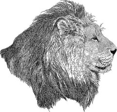 Best Lion Coloring Book save the Lions 108 Pages 8.5 x 11 for All Ages