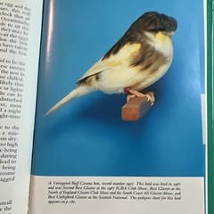 The Gloster Fancy Canary – Guide To Keeping, Breeding N.J. Barrett + C.Blackwell