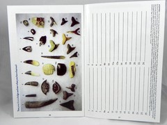 Megalodon Book Guide Shark Tooth Identification w/ Photos of Fossil Teeth tooth