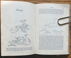 ANTIQUES YOU CAN DECORATE WITH George Grotz 1966 hardcover 296 pages Doubleday