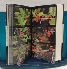 NATIONAL AUDUBON SOCIETY FIELD GUIDES – TREES, BIRDS, FOSSILS & WEATHER PBs