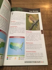 Field Guide to Backyard Birds of the Mid-Atlantic by Cool Springs Press (English