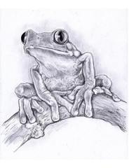 Best frog Coloring Book Save The Frog 108 Pages 8.5 x 11 for All Ages