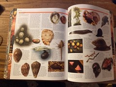 Smithsonian Institution Animal : The Definitive Visual Guide to the World’s…