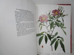P. J. Redoute Redoute’s Roses 167 Full Page Paintings 1990
