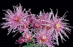 Chrysanthemums: Beautiful Varieties for Home and Garden (Flowers), Slade, Naomi,