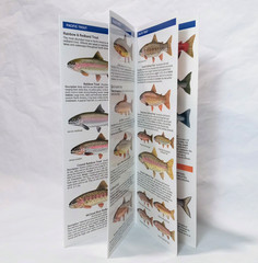 Trout & Salmon of North America Water Resistant Folding Pocket Guide 2016
