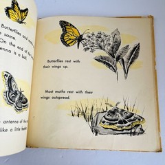 What Is A Butterfly Book 1958 Gene Darby What Is It Series Vintage MCM Science