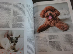 A Dog’s Life-Special Edition Magazine by Paw Print-How They Think, Feel & Thrive