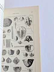 Fossil Collecting in Pennsylvania by Donald M. Hoskins 4th Printing 1976 w/ Map