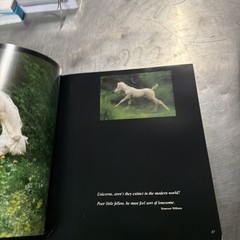 Unicorns I Have Known by Robert Vavra Hardcover