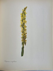 Arabella Roupell Pioneer Artist Of Cape Flowers Allan Bird 1st EDT 291/625 Sigd.