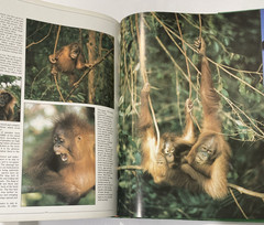 Tropical Rainforests of the World Rupert Matthews Nature Wildlife Photography