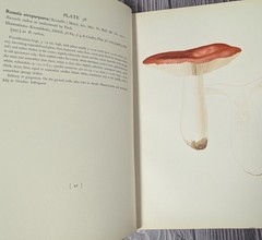 Icones Farlowianae – 1929 Farlow Fungi Mushrooms 103 Color Plates – Large Folio