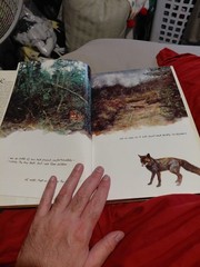 The Living Forest by Rien Poortvliet (1979, Hardcover)