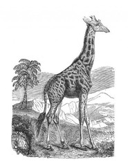 Save the Giraffes Coloring Book for Adults Teen 108 Pages 8.5 x 11 for All Ages