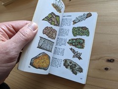 A Golden Guide: Mushrooms And Other Non-Flowering Plants Full-Color RARE EDITION