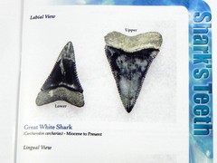 Megalodon Book Guide Shark Tooth Identification w/ Photos of Fossil Teeth tooth