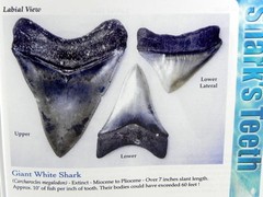 Megalodon Book Guide Shark Tooth Identification w/ Photos of Fossil Teeth tooth