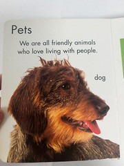 Happy Baby Animals 2002 Hardcover Jo Douglass