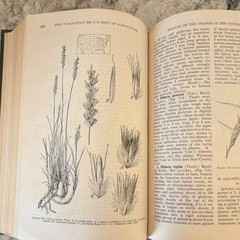 Manual of the Grasses (Hardcover, 1950, 2nd Ed.) A. S. Hitchcock & Agnes Chase: