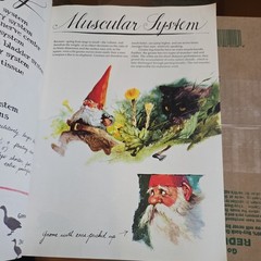 Gnomes, Forest Gnome, Text by Wil Huygen by Rien Poortvliet 1976. Pre-Owned