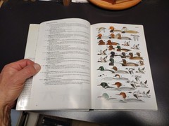 A Guide to the Birds of Southeast Asia Thailand Malaysia Singapore Myanmar Laos