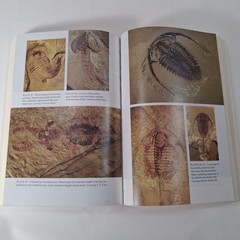 Darwin’s Doubt: Animal Life & Intelligent Design By Stephen C Meyer (2014 PB)