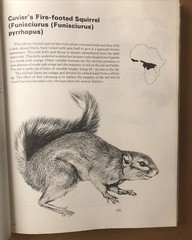 East African Mammals Volume IIB (1974 edition) By Jonathan Kingdon – Rare 
