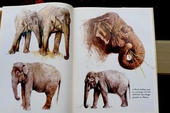 Noah’s Ark Rien Poortvliet First US Edition Abrams 1986 Illustrated HC Oversized
