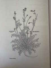 Energetics of Western Herbs Vol I II 1 2 Holmes PB set 2nd ed herbs homeopathic