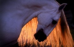 Cardenas Horses and Home by Robert Vavra: Brand New & Signed Limited Edition