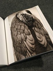 Creatures by Henry Horenstein (1999, Hardcover, Deluxe). Signed by the author.