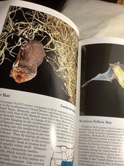 VTG Books Of BATS OF THE UNITED STATES ~ 64 Pages