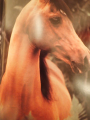 Robert Vavra – Horses of the Sun – Signed(somewhat uniquely)