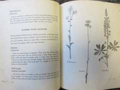 The First Book of Wild Flowers (1961) by Betty Cavanna Pictures Page Cary HC