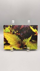 Container Inspiration Postcard Book 25 Garden Design Cards David McDonald Wells