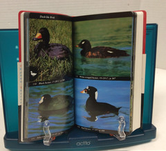 NATIONAL AUDUBON SOCIETY FIELD GUIDES – TREES, BIRDS, FOSSILS & WEATHER PBs